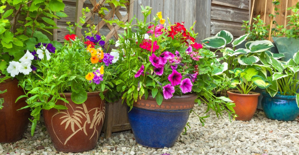 Potting Perfection: Tips And Tricks For Selecting Plant Containers image