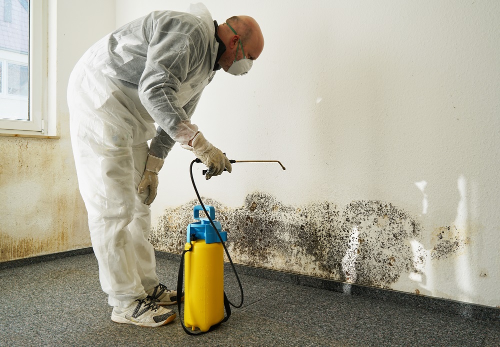 floor and wall mold treatment services